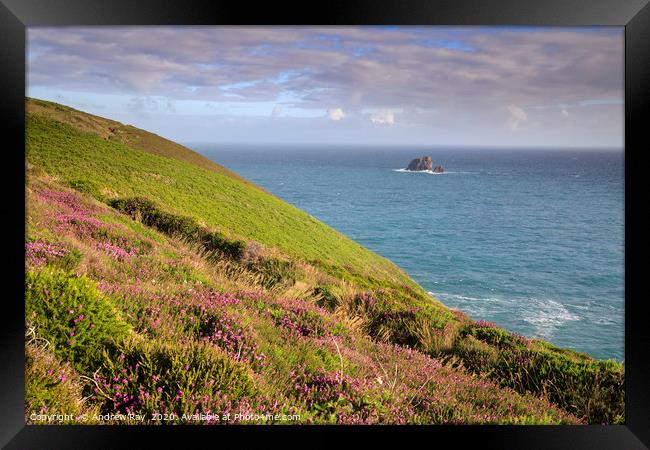 Heather and cow and calf Framed Print by Andrew Ray