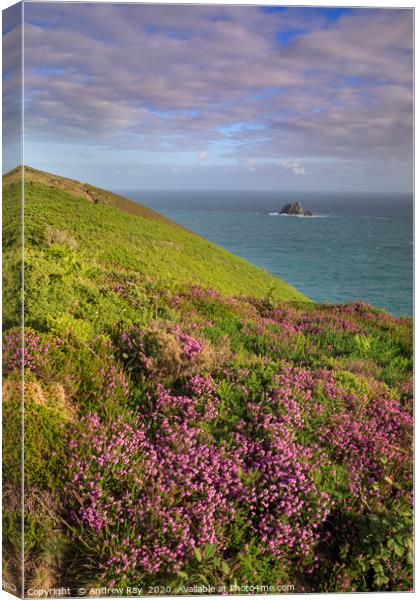 Towards the cow and calf Canvas Print by Andrew Ray