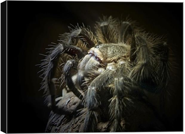 Tarantula Spider Canvas Print by Aj’s Images