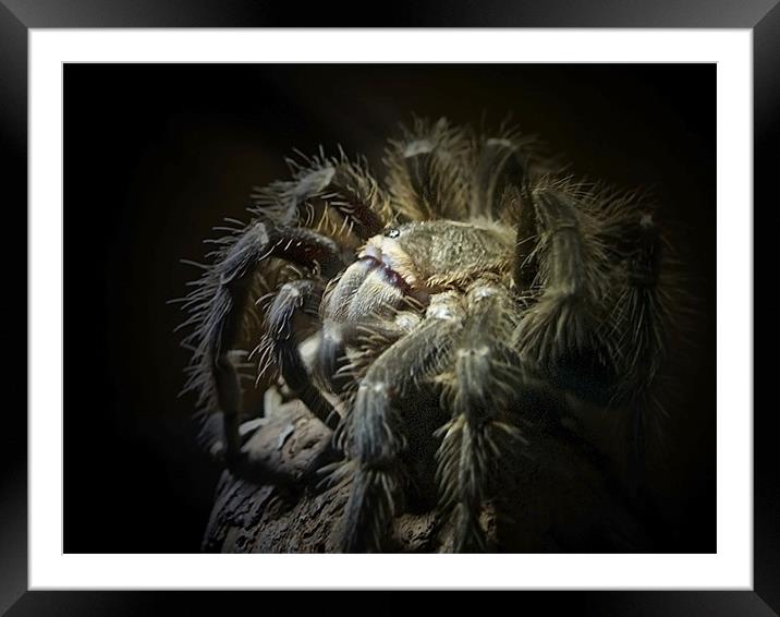 Tarantula Spider Framed Mounted Print by Aj’s Images