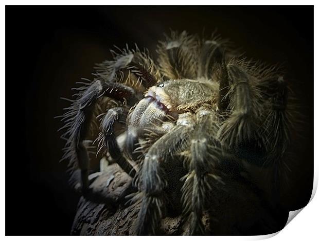 Tarantula Spider Print by Aj’s Images
