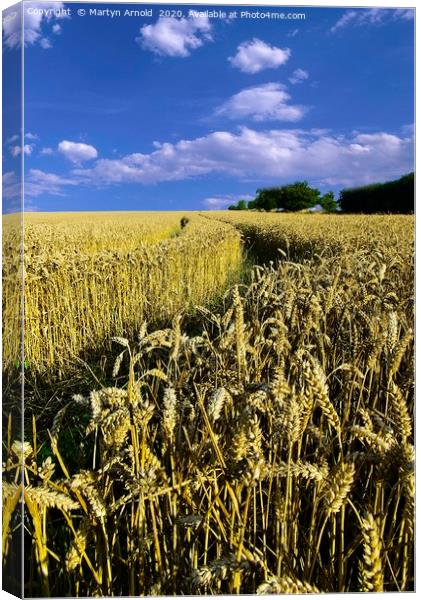 Amongst the Wheatfields Canvas Print by Martyn Arnold