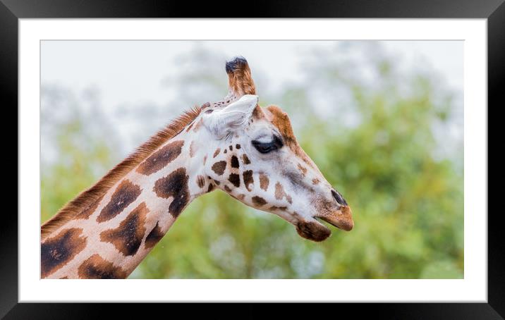 Giraffe chewing Framed Mounted Print by Jason Wells