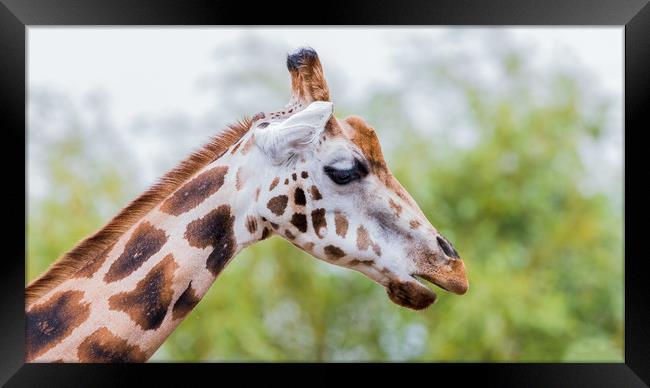 Giraffe chewing Framed Print by Jason Wells
