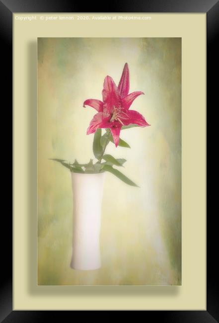 The Lone Lily Framed Print by Peter Lennon