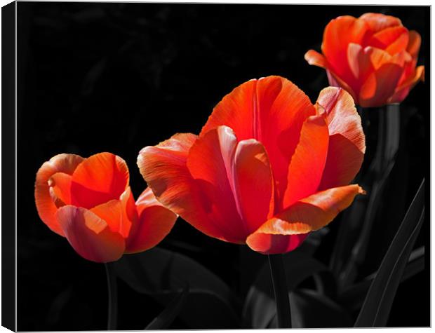 Three Tulips Canvas Print by Joyce Storey