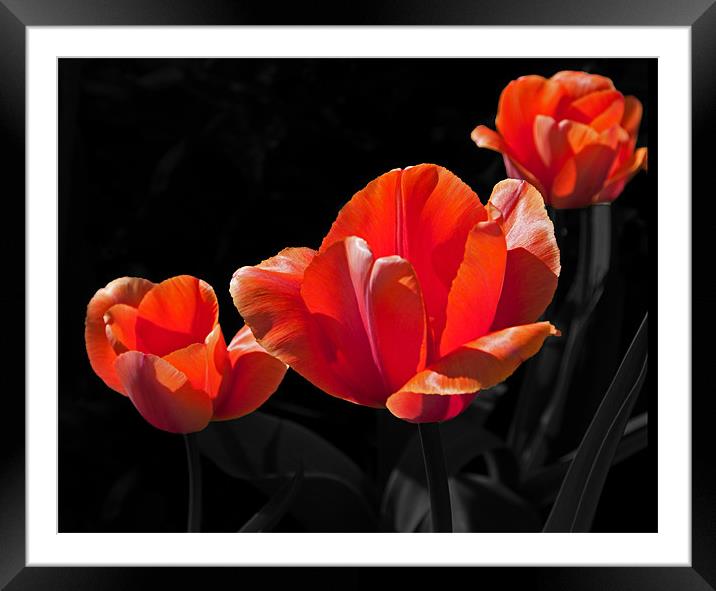 Three Tulips Framed Mounted Print by Joyce Storey