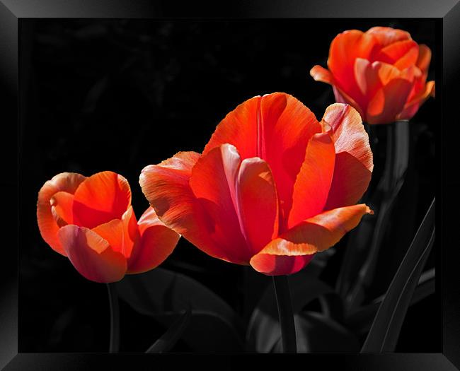 Three Tulips Framed Print by Joyce Storey
