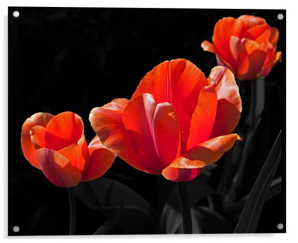 Three Tulips Acrylic by Joyce Storey