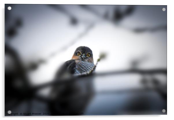 Sparrowhawk Acrylic by Stuart Prosser