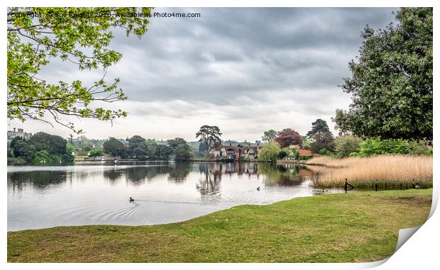 Beaulieu Mill Pond, New Forest Print by Sue Knight