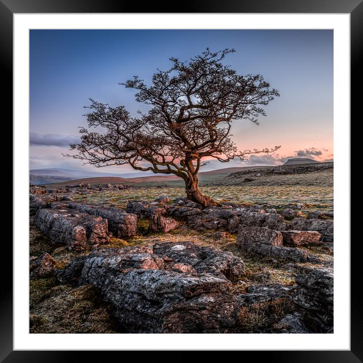 Weathered hawthorn tree at Sunrise Framed Mounted Print by George Robertson