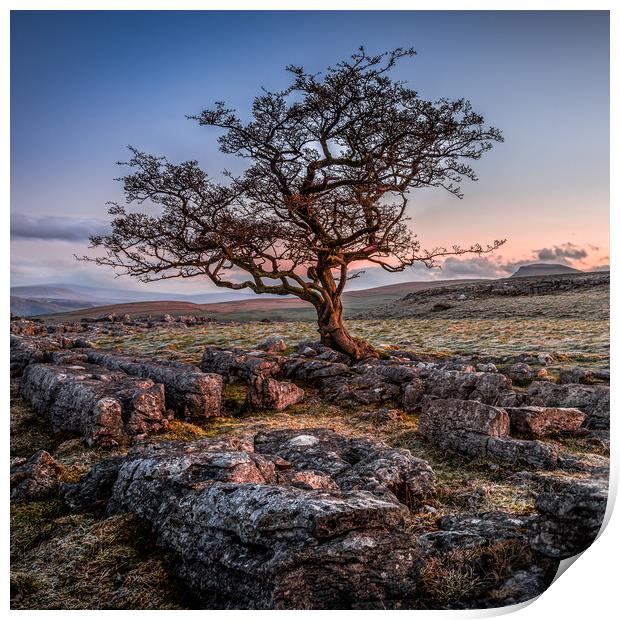 Weathered hawthorn tree at Sunrise Print by George Robertson