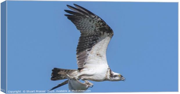 Osprey with fish Canvas Print by Stuart Prosser