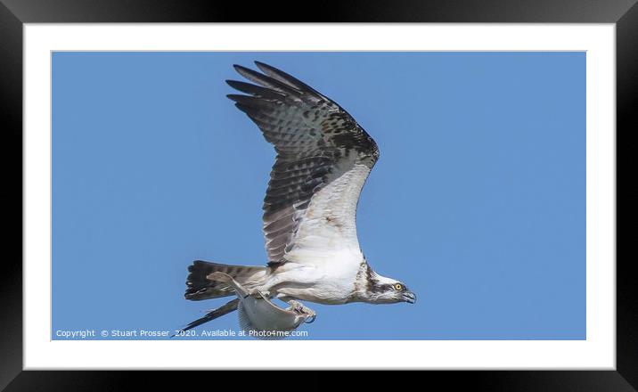 Osprey with fish Framed Mounted Print by Stuart Prosser