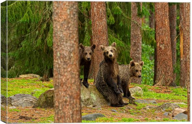 Brown Bear cubs Canvas Print by Jenny Hibbert