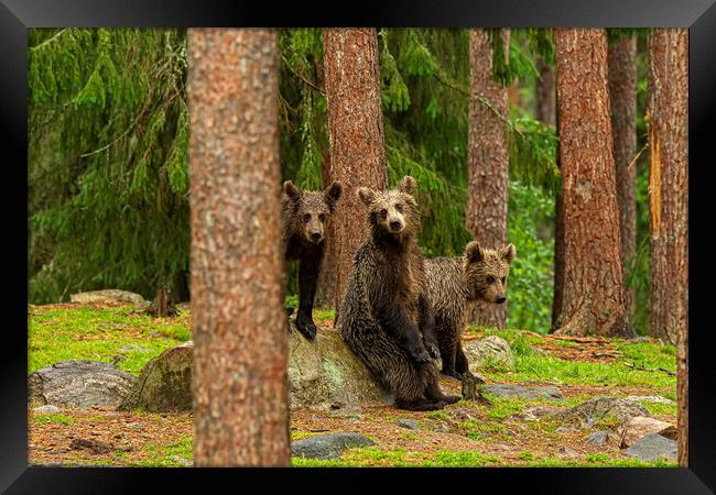 Brown Bear cubs Framed Print by Jenny Hibbert