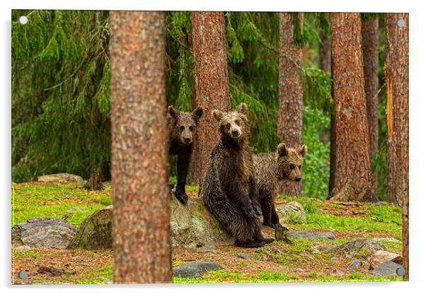 Brown Bear cubs Acrylic by Jenny Hibbert