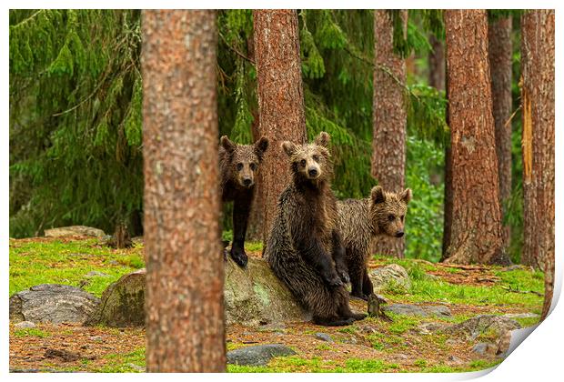 Brown Bear cubs Print by Jenny Hibbert