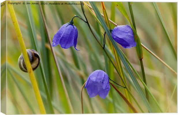 Harebells and an inquisitive snail. Canvas Print by Jim Jones