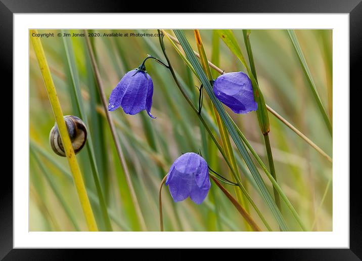 Harebells and an inquisitive snail. Framed Mounted Print by Jim Jones