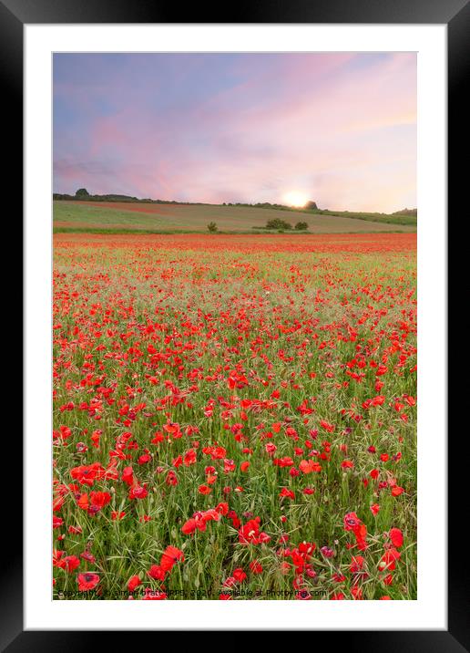 Stunning poppy fields at sunrise with pink skies Framed Mounted Print by Simon Bratt LRPS