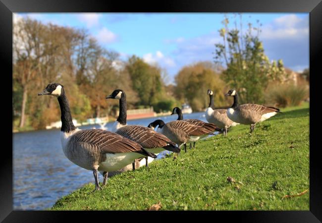 Canada Geese by the river thames Framed Print by Simon Marlow