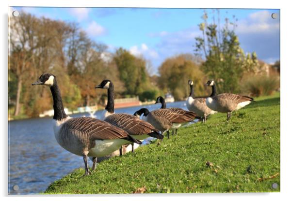 Canada Geese by the river thames Acrylic by Simon Marlow
