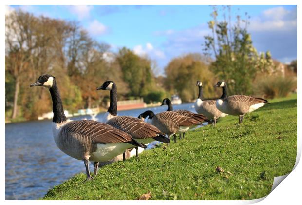 Canada Geese by the river thames Print by Simon Marlow