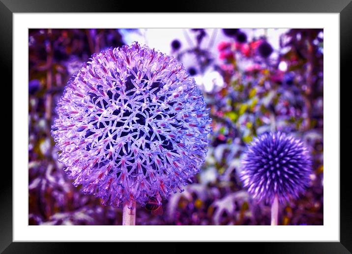 Beautiful Globe Thistle Flowers Framed Mounted Print by Simon Marlow