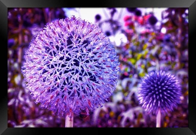 Beautiful Globe Thistle Flowers Framed Print by Simon Marlow