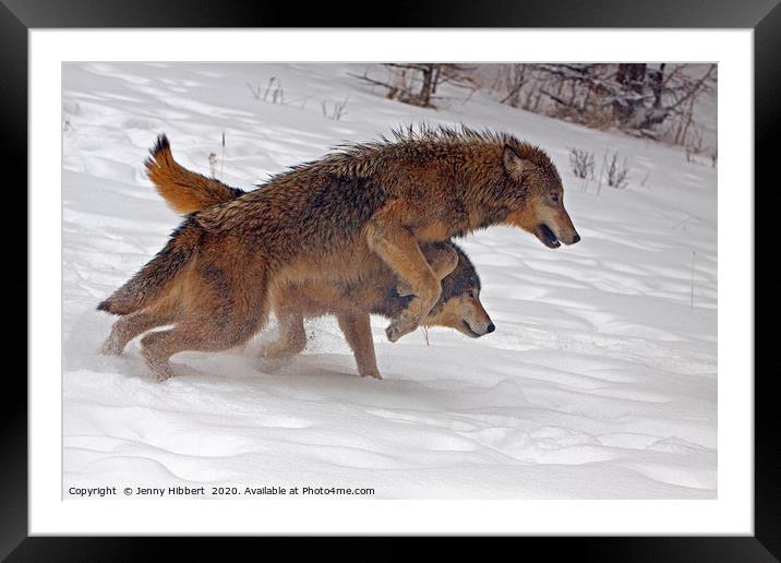 Wolves running in the snow Framed Mounted Print by Jenny Hibbert