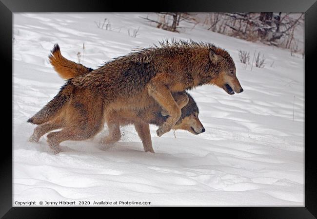Wolves running in the snow Framed Print by Jenny Hibbert