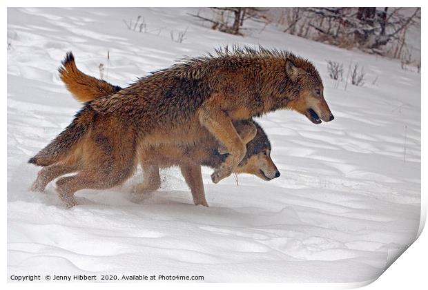Wolves running in the snow Print by Jenny Hibbert