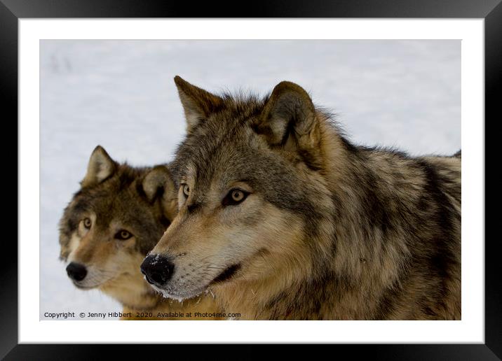 Close up of Wolves Framed Mounted Print by Jenny Hibbert
