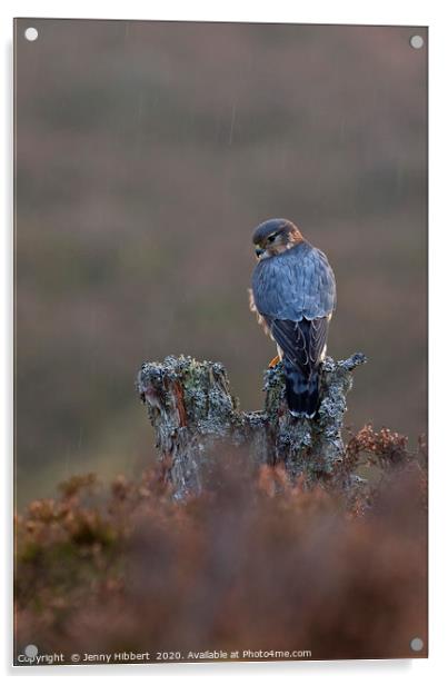 Merlin sitting in the rain Acrylic by Jenny Hibbert