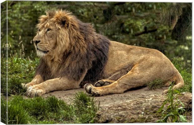 King of the Jungle Canvas Print by Dave Williams