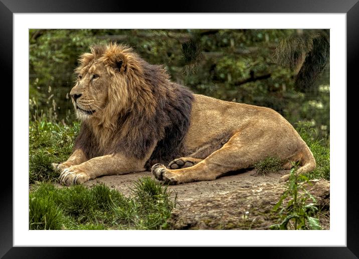 King of the Jungle Framed Mounted Print by Dave Williams