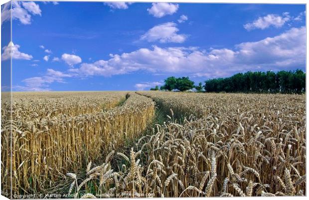 Fields of Gold Canvas Print by Martyn Arnold