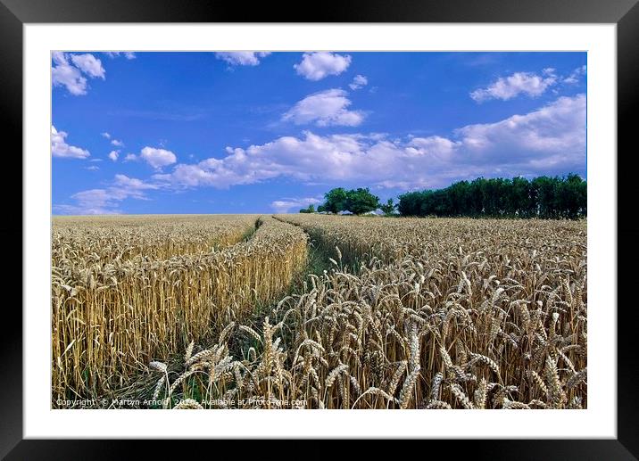 Fields of Gold Framed Mounted Print by Martyn Arnold