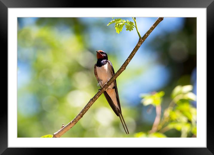 Barn swallow perched on a branch Framed Mounted Print by Anahita Daklani-Zhelev