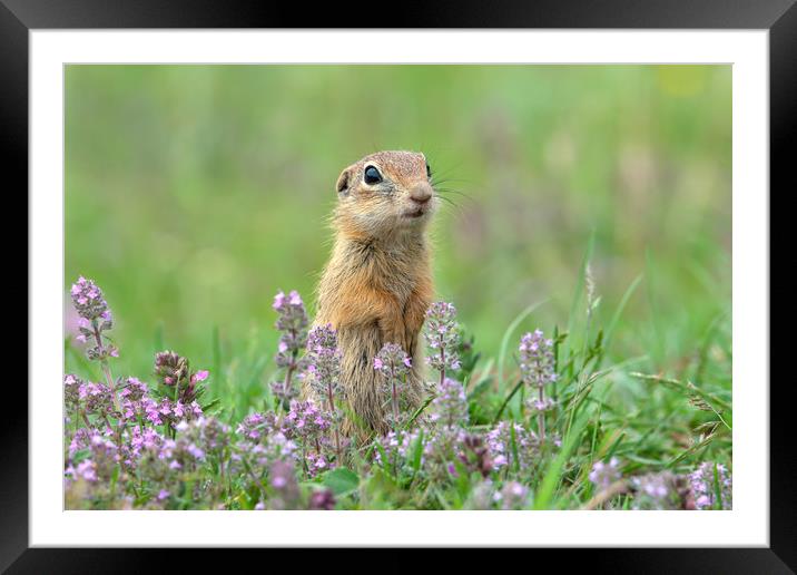 European ground squirrel with thyme flowers Framed Mounted Print by Anahita Daklani-Zhelev