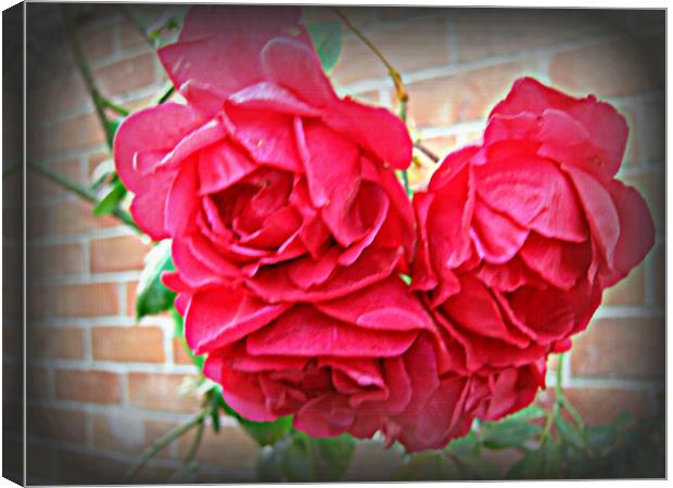The English Rose Canvas Print by Heather Goodwin