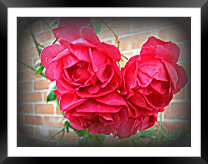 The English Rose Framed Mounted Print by Heather Goodwin