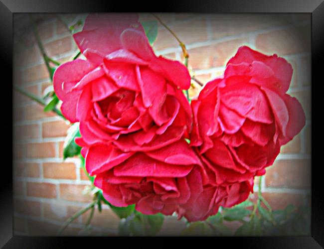 The English Rose Framed Print by Heather Goodwin