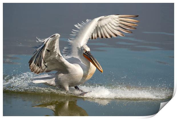 Dalmatian Pelican landing in the blue lake  Print by Anahita Daklani-Zhelev