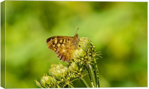 Speckled Wood Butterfly Canvas Print by Colin Allen