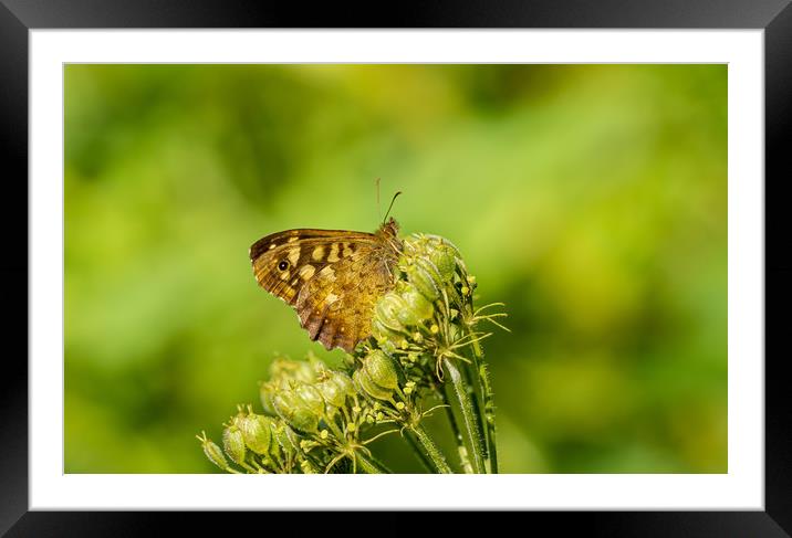 Speckled Wood Butterfly Framed Mounted Print by Colin Allen