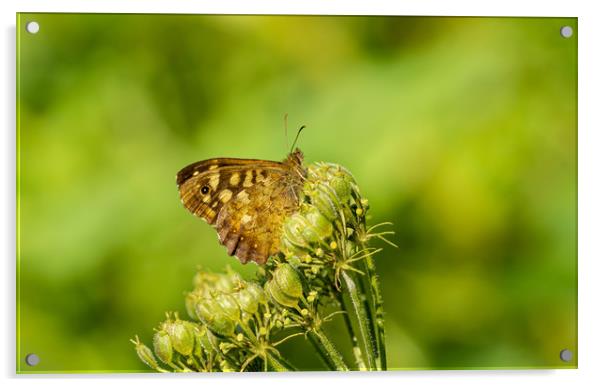Speckled Wood Butterfly Acrylic by Colin Allen