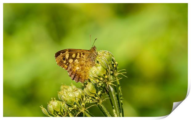 Speckled Wood Butterfly Print by Colin Allen